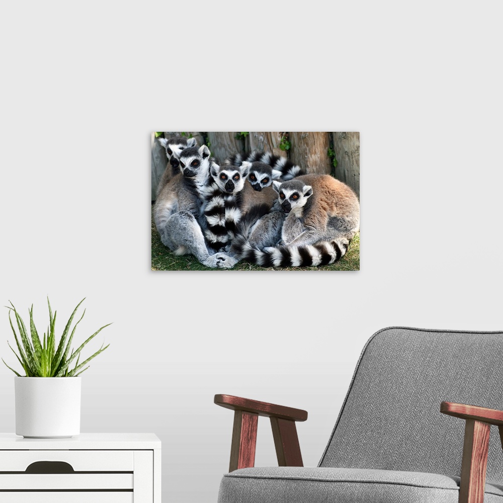 A modern room featuring Ring Tail Lemurs