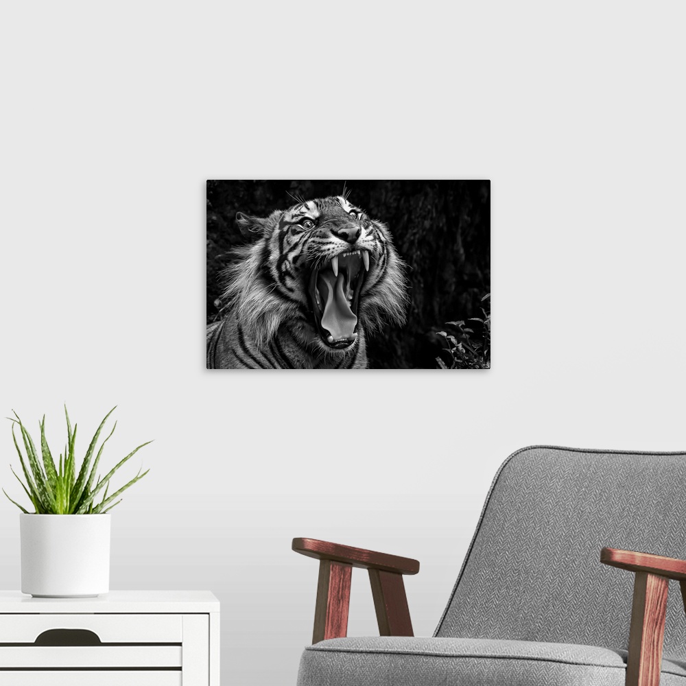 A modern room featuring Black and white photo of a snarling tiger.