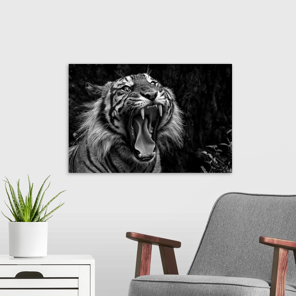A modern room featuring Black and white photo of a snarling tiger.
