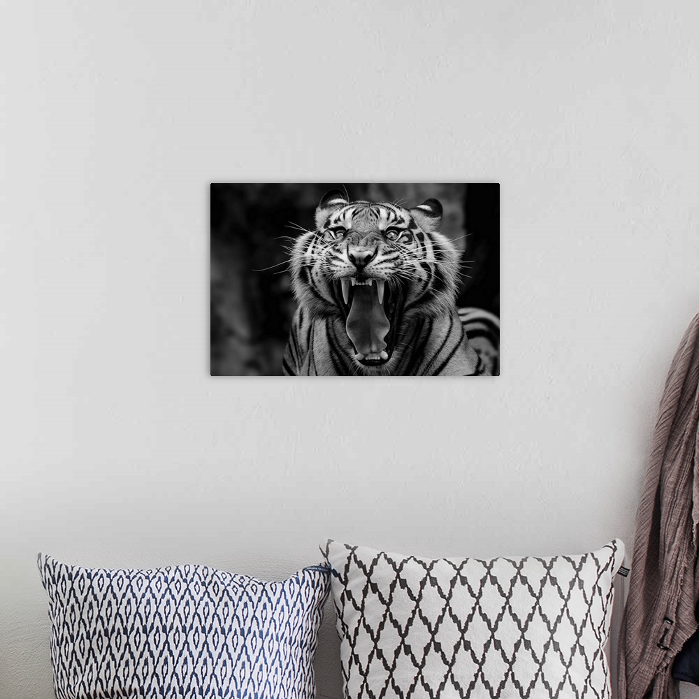 A bohemian room featuring Black and white portrait of a snarling tiger showing off its fangs.