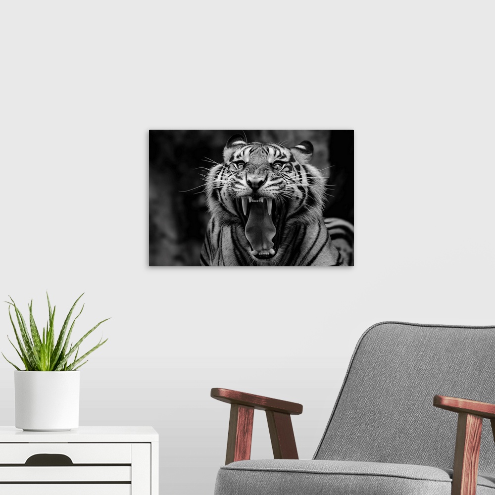 A modern room featuring Black and white portrait of a snarling tiger showing off its fangs.