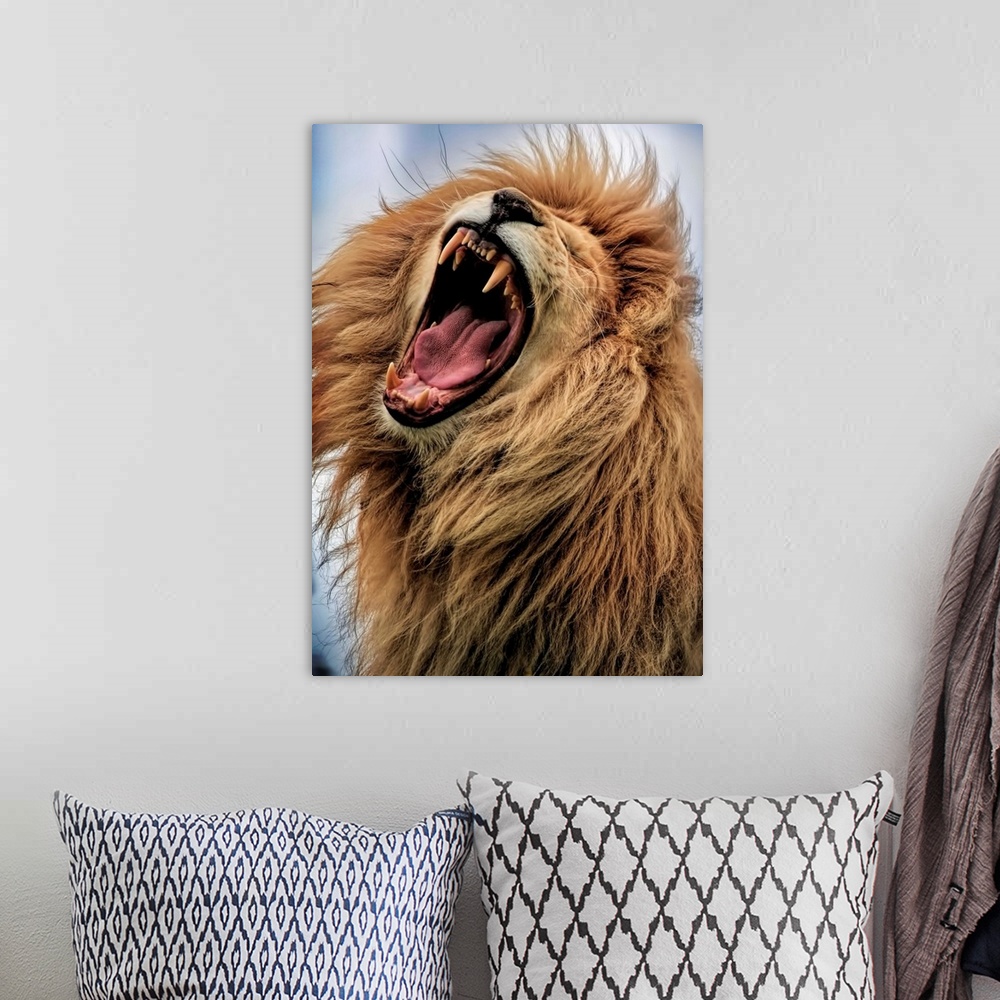 A bohemian room featuring A male lion roaring loudly, showing off its fangs.