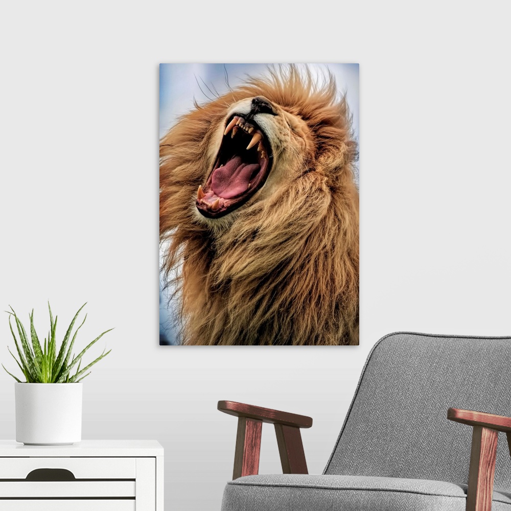 A modern room featuring A male lion roaring loudly, showing off its fangs.