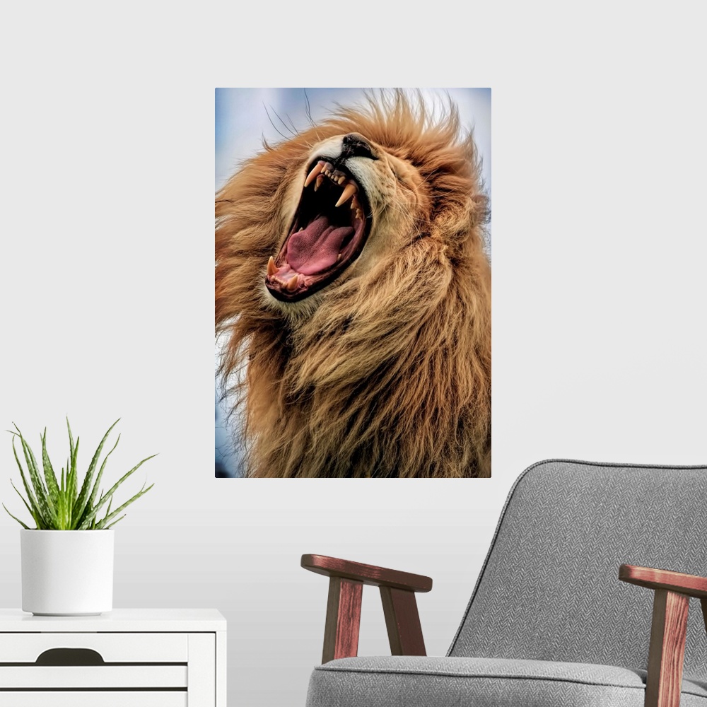 A modern room featuring A male lion roaring loudly, showing off its fangs.