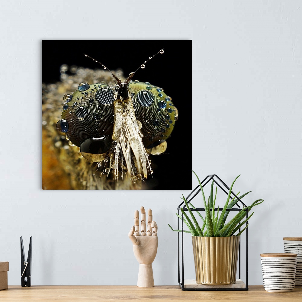 A bohemian room featuring Extreme close-up of a fly head with dew drops on the massive eyes.