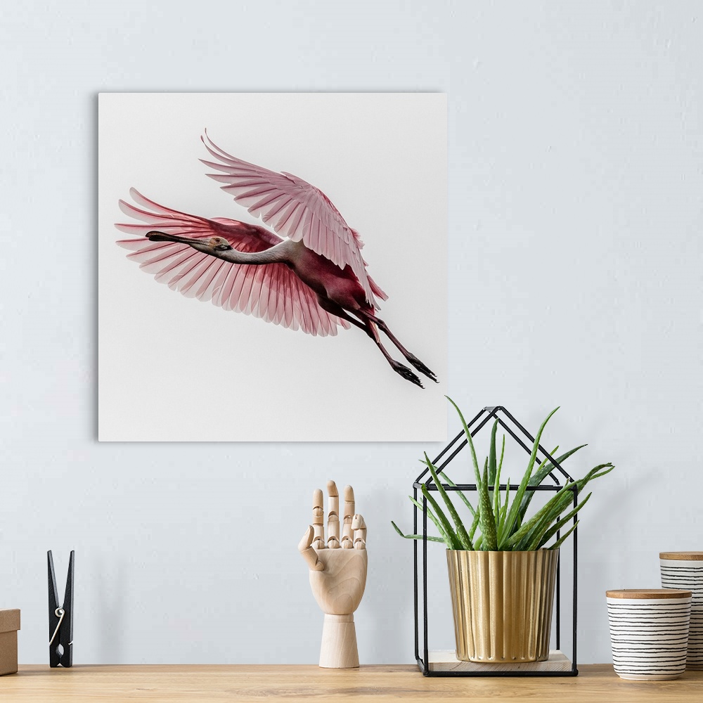 A bohemian room featuring A Roseate Spoonbill in mid-flight, with its wings outstretched.