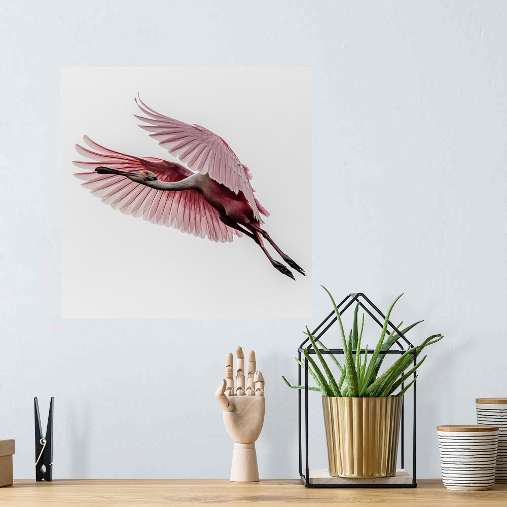 A bohemian room featuring A Roseate Spoonbill in mid-flight, with its wings outstretched.