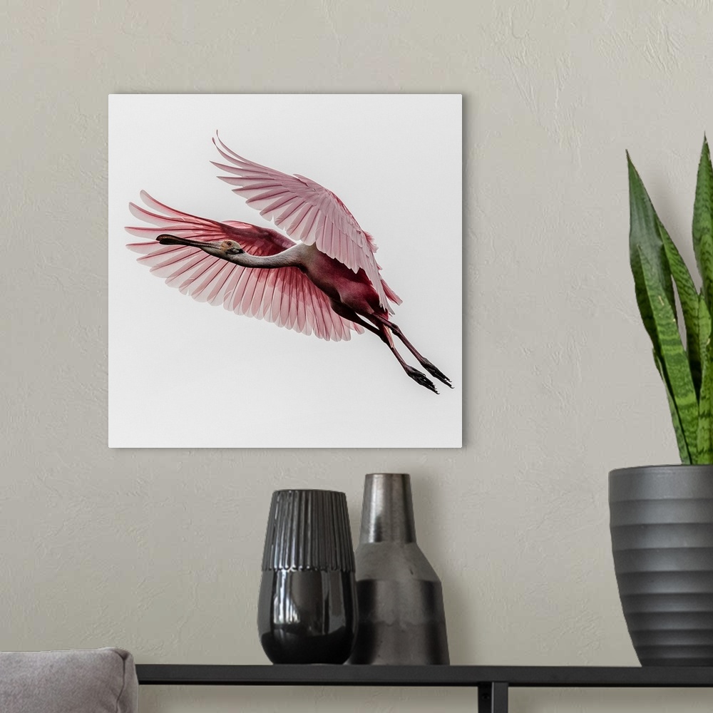 A modern room featuring A Roseate Spoonbill in mid-flight, with its wings outstretched.