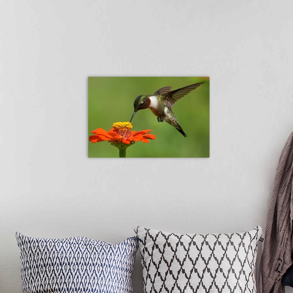 A bohemian room featuring A male Ruby Throated Hummingbird visiting a Zinnia bloom.