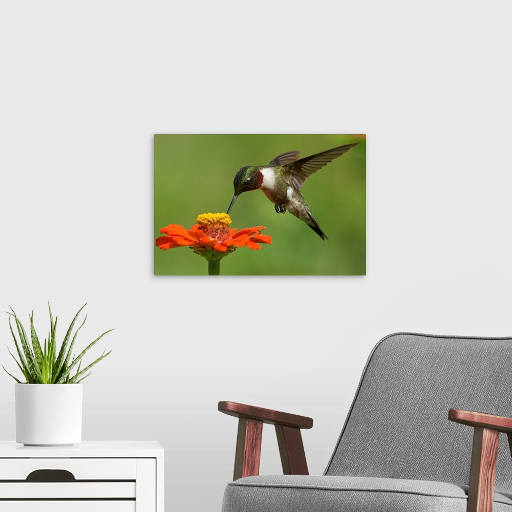 A modern room featuring A male Ruby Throated Hummingbird visiting a Zinnia bloom.