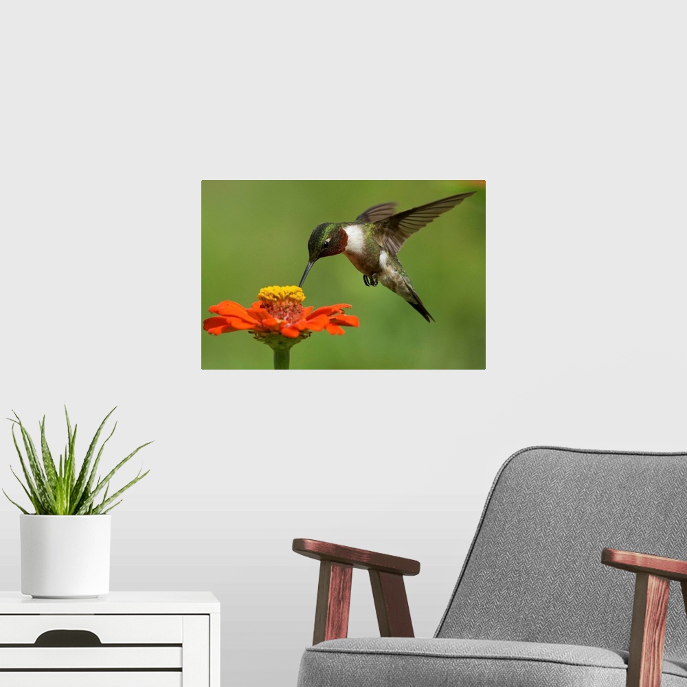 A modern room featuring A male Ruby Throated Hummingbird visiting a Zinnia bloom.