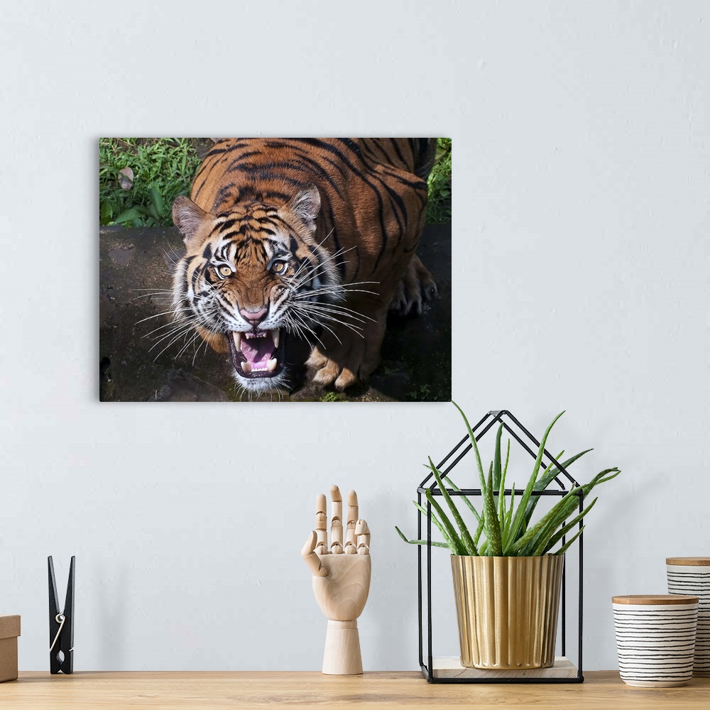 A bohemian room featuring Portrait of a tiger roaring with ferocity.