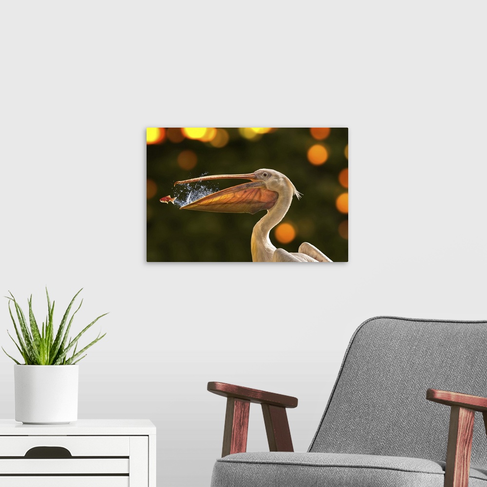 A modern room featuring Photograph of a pelican trying to catch a fish from a jumping out of its mouth.
