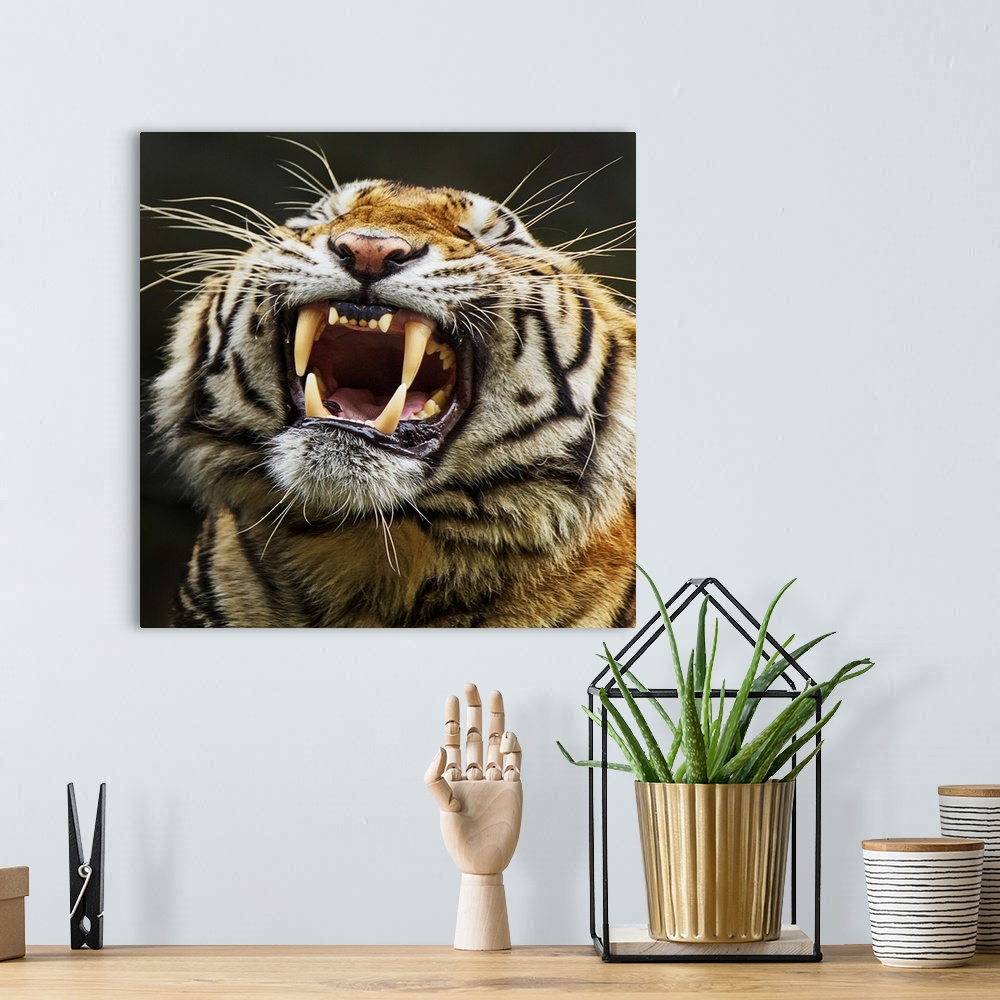 A bohemian room featuring A portrait of a tiger showing its large teeth.