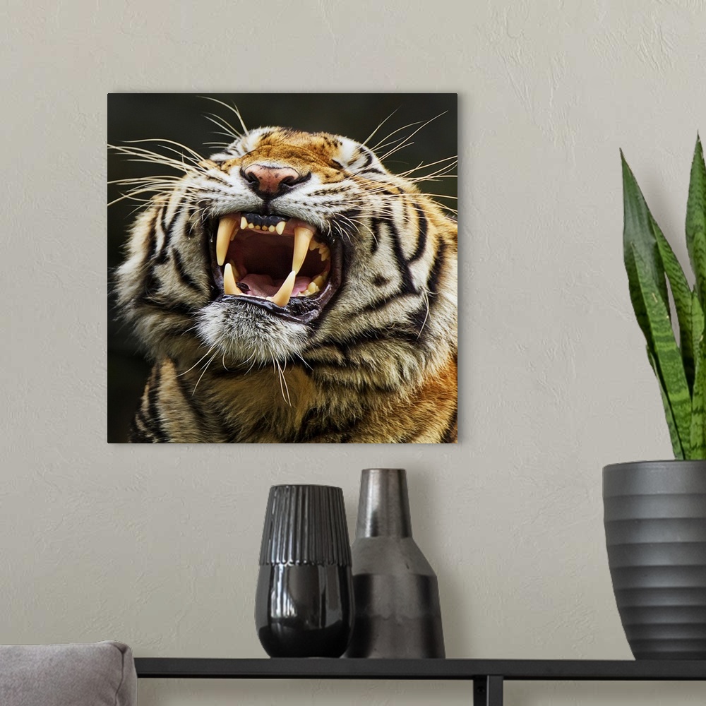 A modern room featuring A portrait of a tiger showing its large teeth.