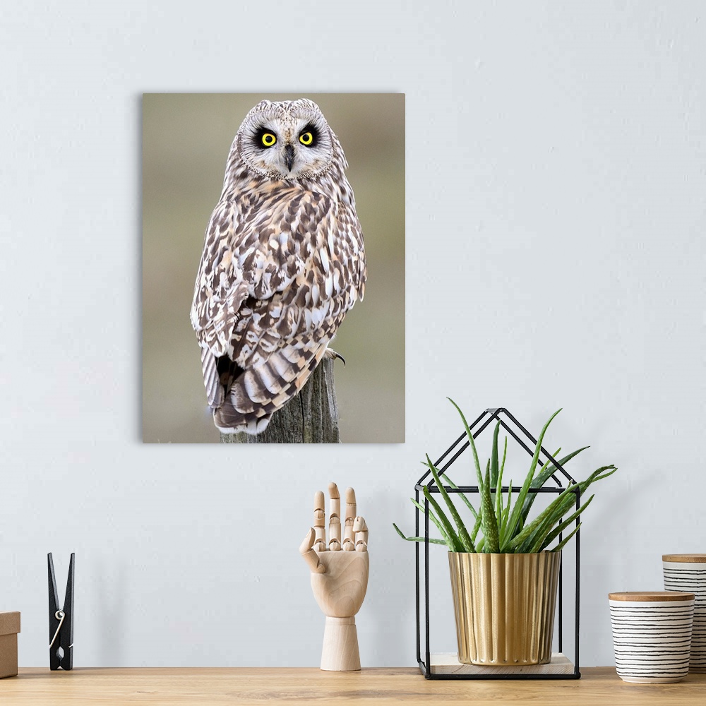A bohemian room featuring Short Eared Owl
