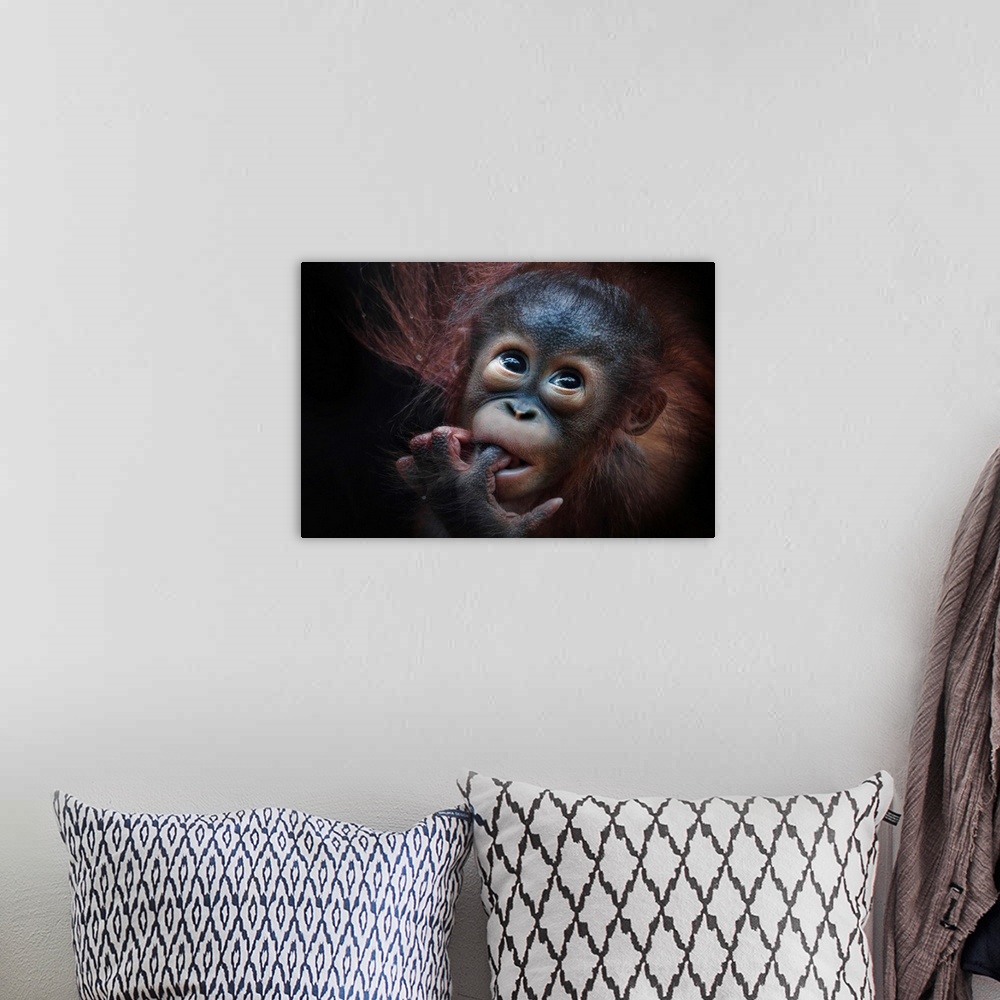 A bohemian room featuring A baby orangutan with its finger in its mouth.