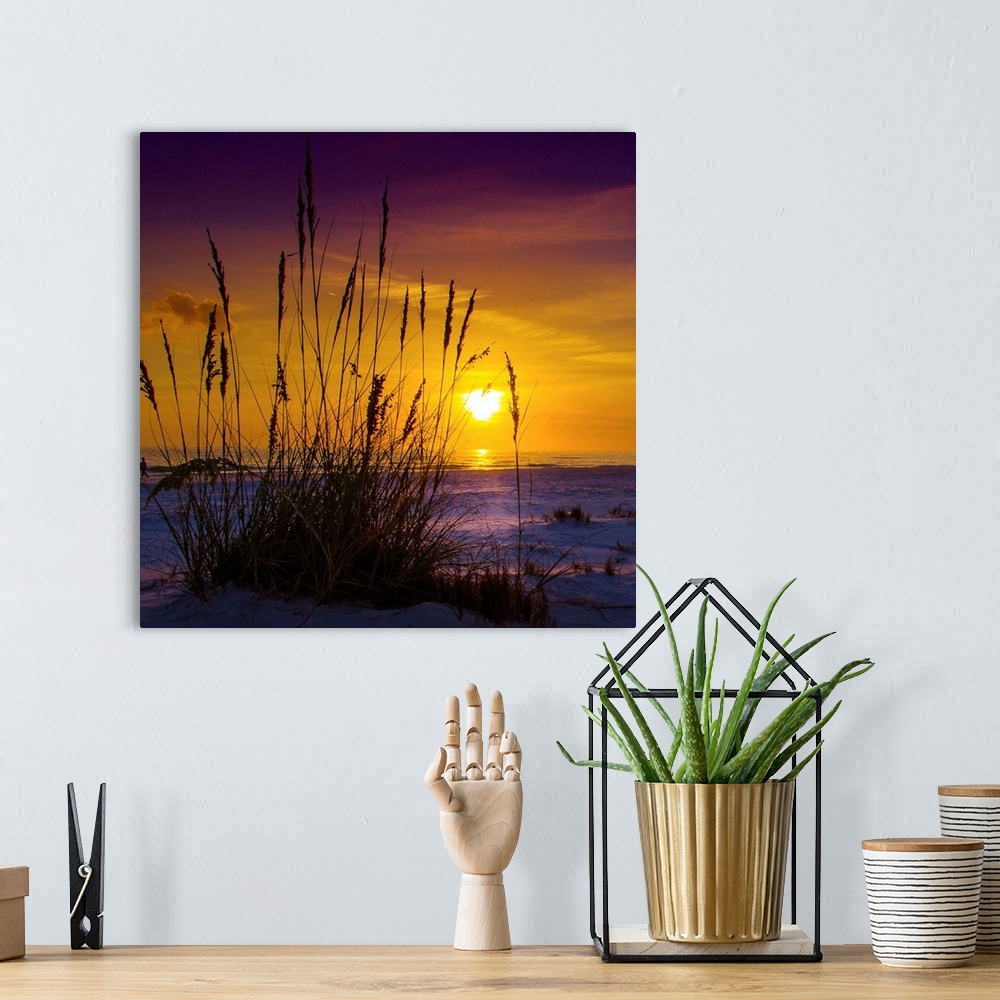 A bohemian room featuring Sunset on Siesta Key, silhouette of grasses from inches above the sand.