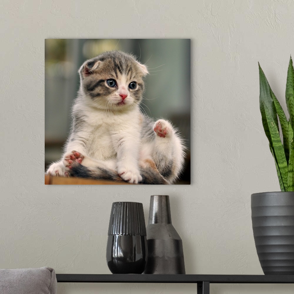 A modern room featuring Adorable little kitten with folded ears.