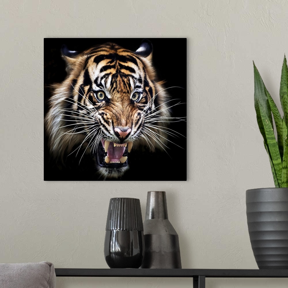 A modern room featuring A portrait of a snarling tiger against a black background.