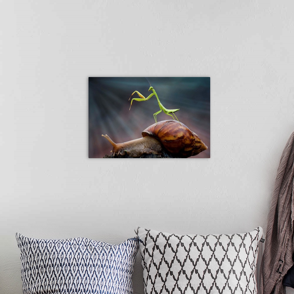 A bohemian room featuring A tiny Praying Mantis standing on the shell of a snail.