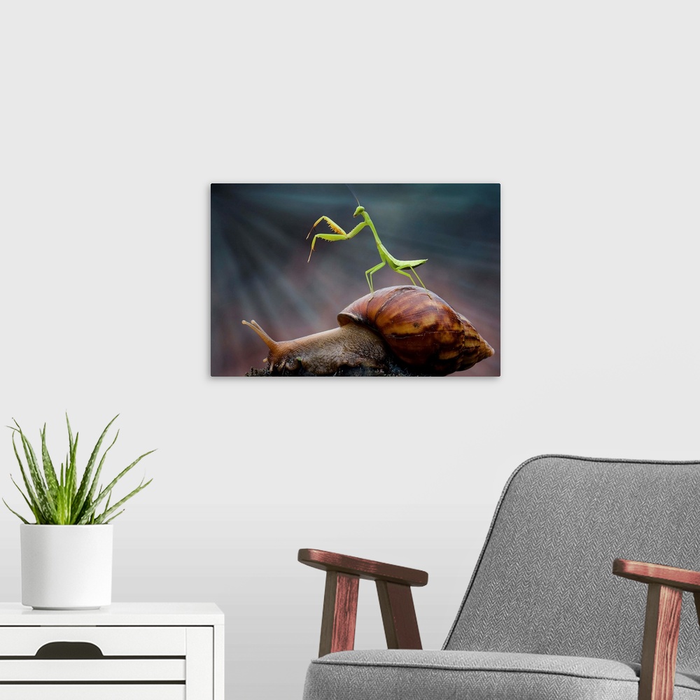 A modern room featuring A tiny Praying Mantis standing on the shell of a snail.
