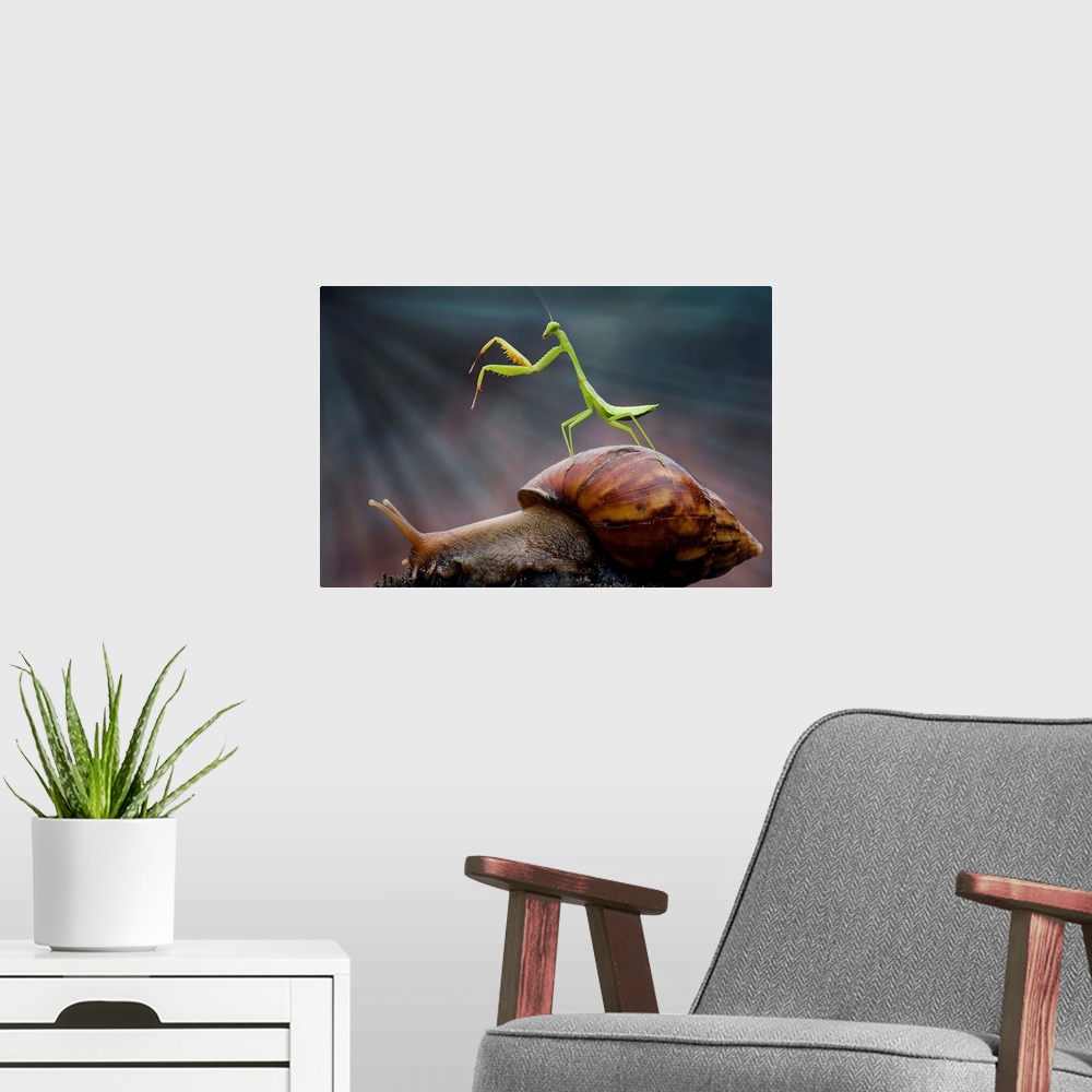 A modern room featuring A tiny Praying Mantis standing on the shell of a snail.