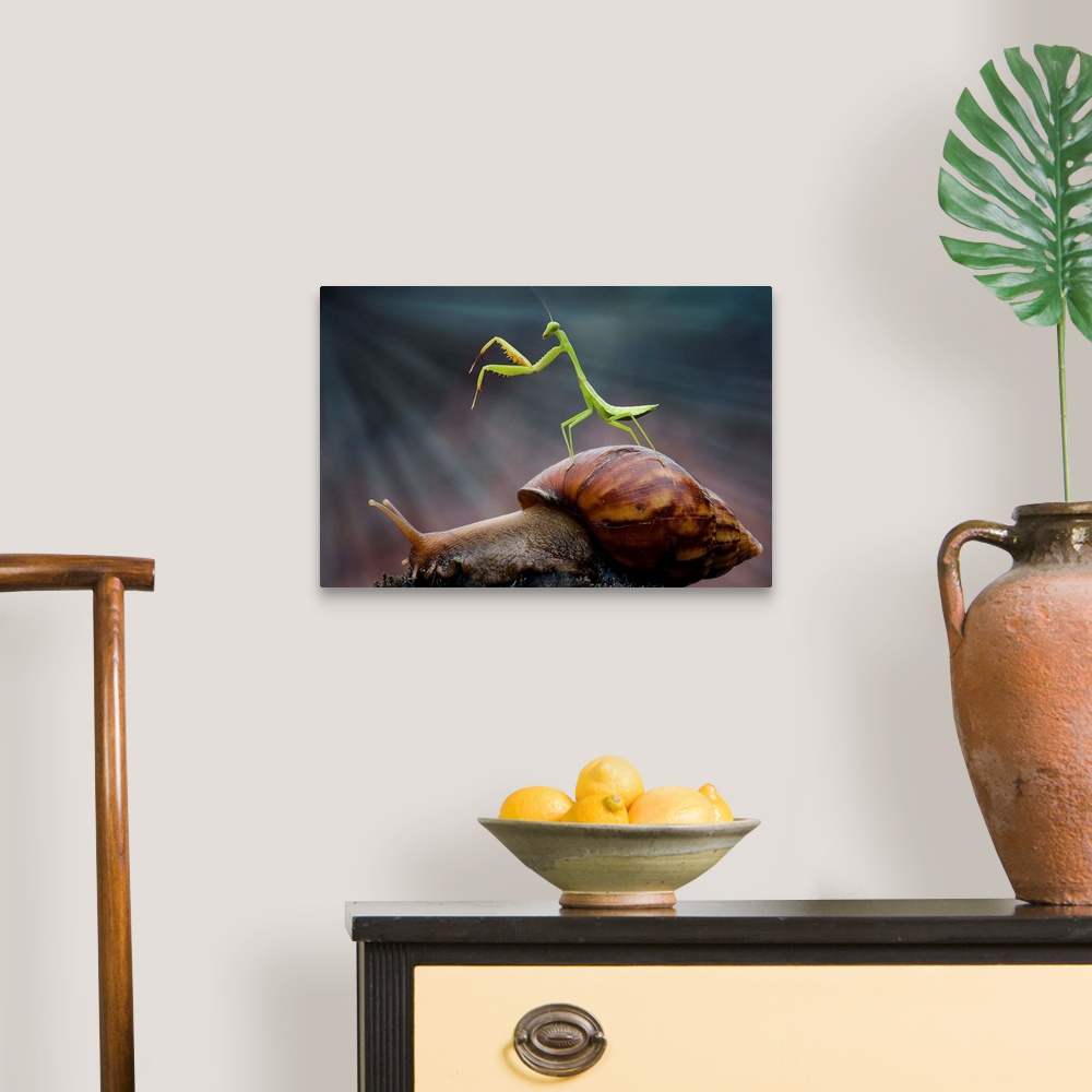 A traditional room featuring A tiny Praying Mantis standing on the shell of a snail.