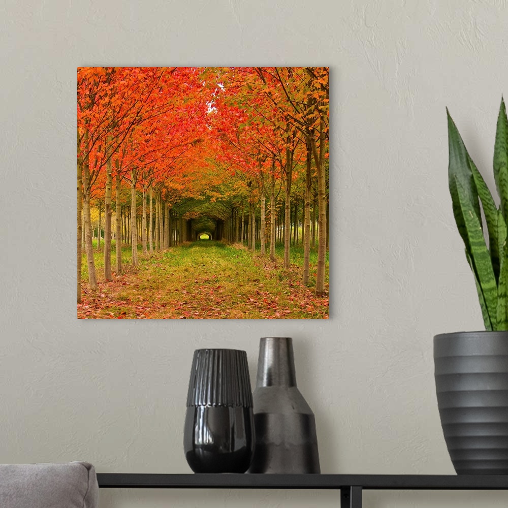 A modern room featuring Pathway lined with thin trees with vibrantly colored fall leaves.