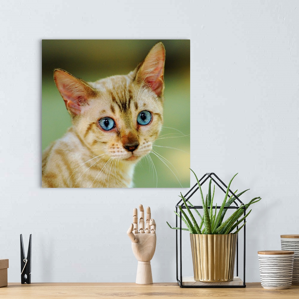 A bohemian room featuring Portrait of a cream colored Bengal kitten with blue eyes.
