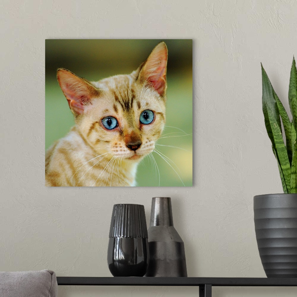 A modern room featuring Portrait of a cream colored Bengal kitten with blue eyes.