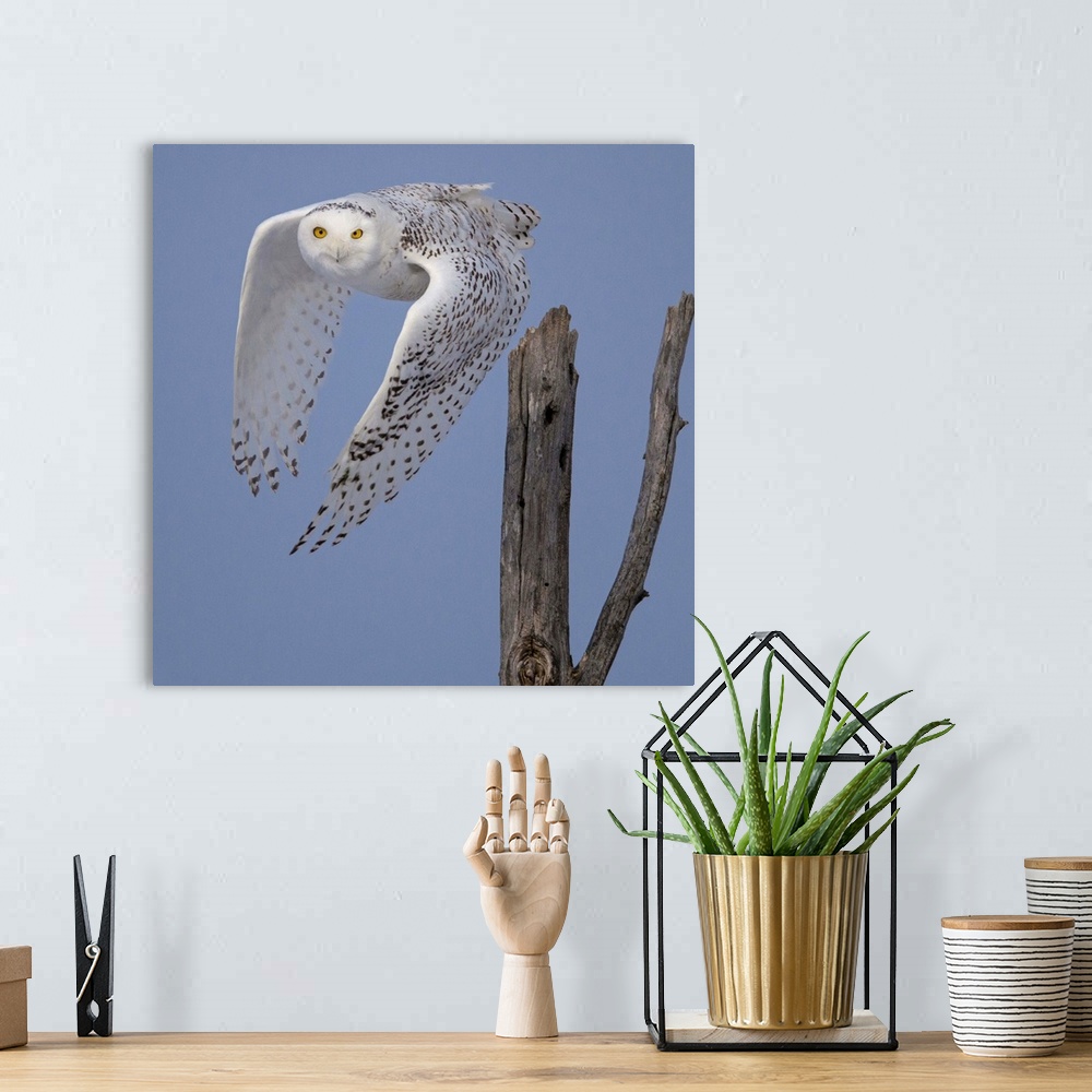A bohemian room featuring A Snowy Owl takes off in the Sax-Zim bog, Northeast Minnesota.