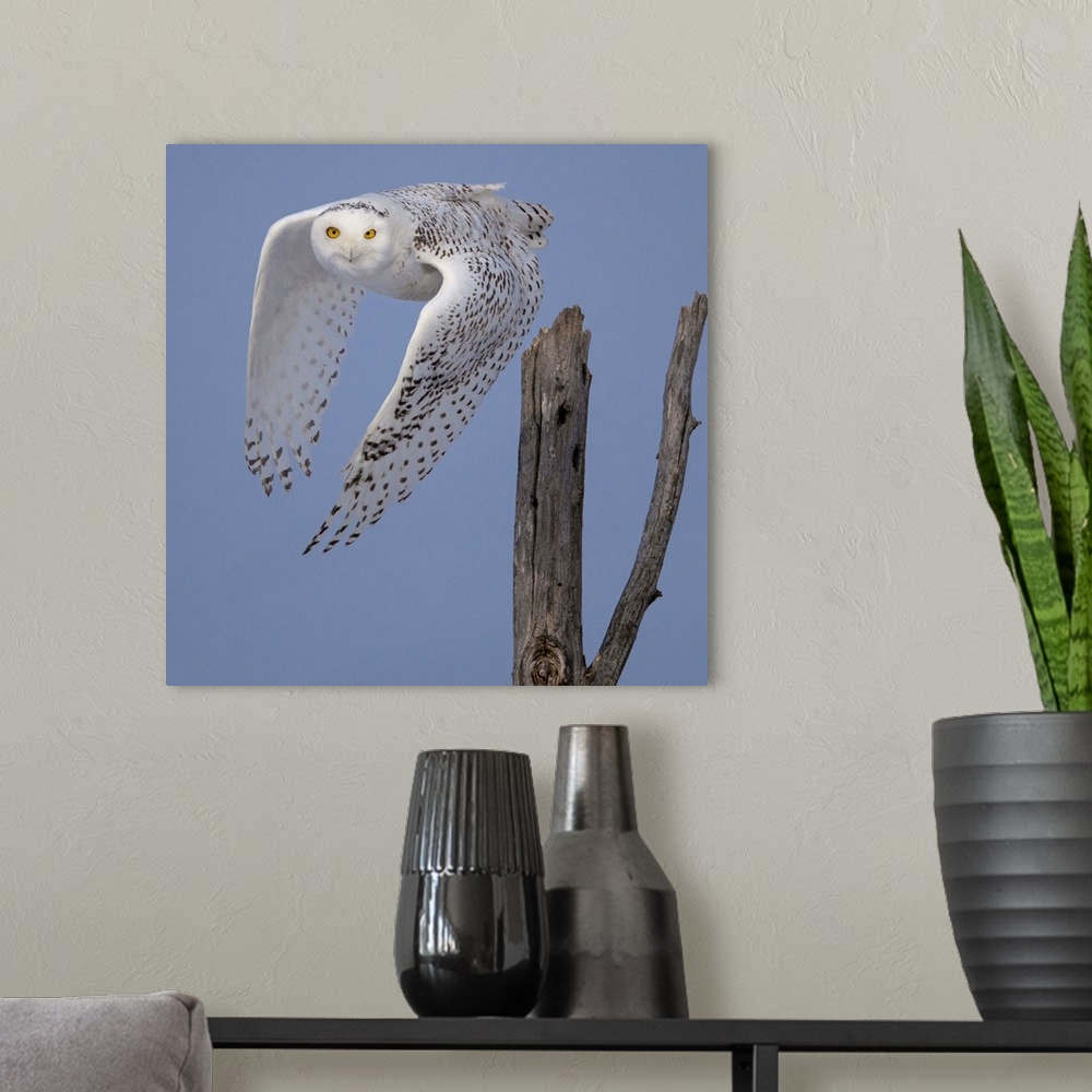 A modern room featuring A Snowy Owl takes off in the Sax-Zim bog, Northeast Minnesota.