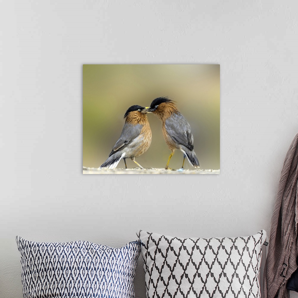 A bohemian room featuring Two Brahminy Starlings showing affection.