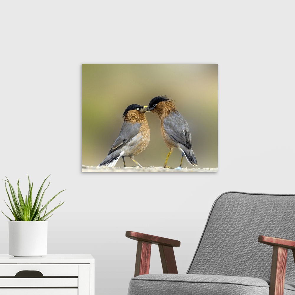 A modern room featuring Two Brahminy Starlings showing affection.