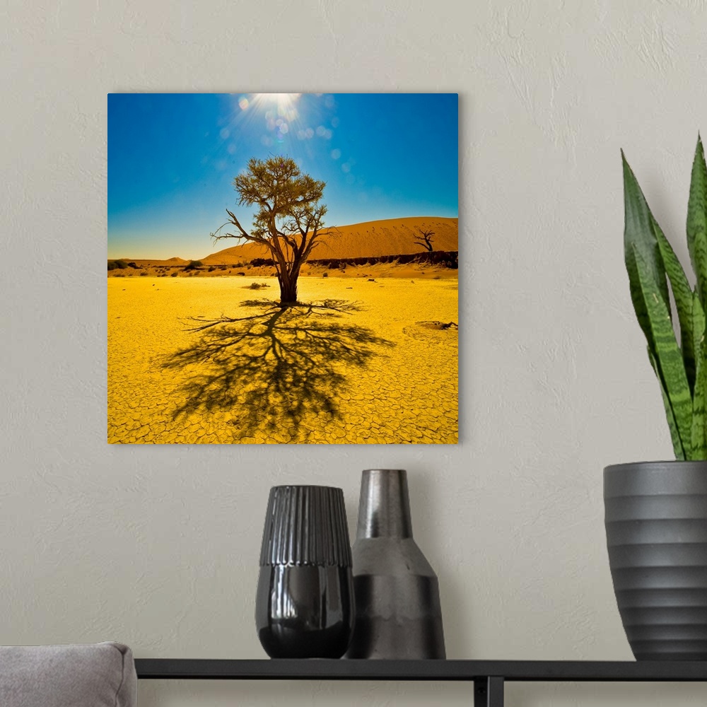 A modern room featuring A tree in the sunlight in Sossusvlei, Namib Desert, Namibia.
