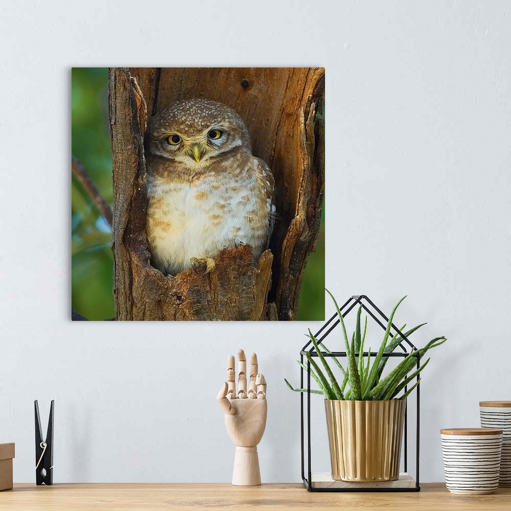 A bohemian room featuring A cute little owl nestled in the hollow of a tree branch.