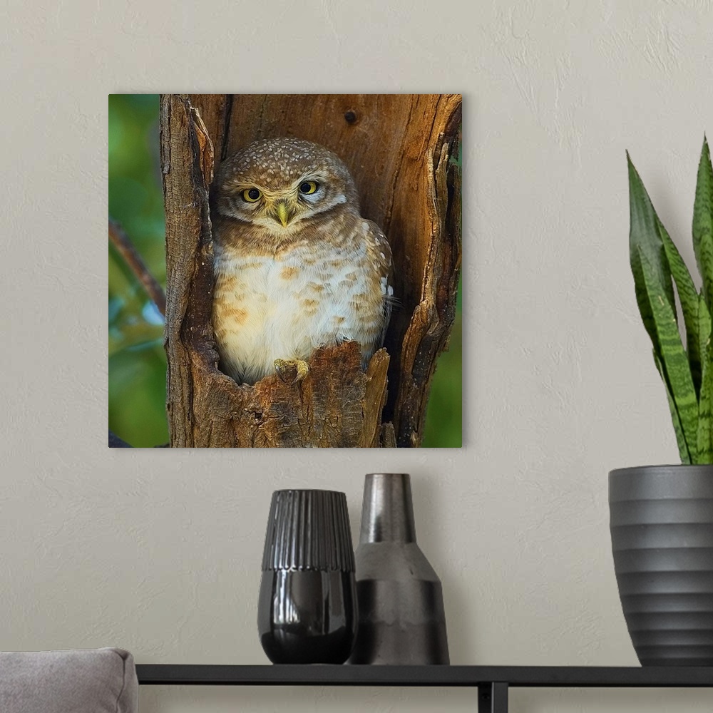 A modern room featuring A cute little owl nestled in the hollow of a tree branch.