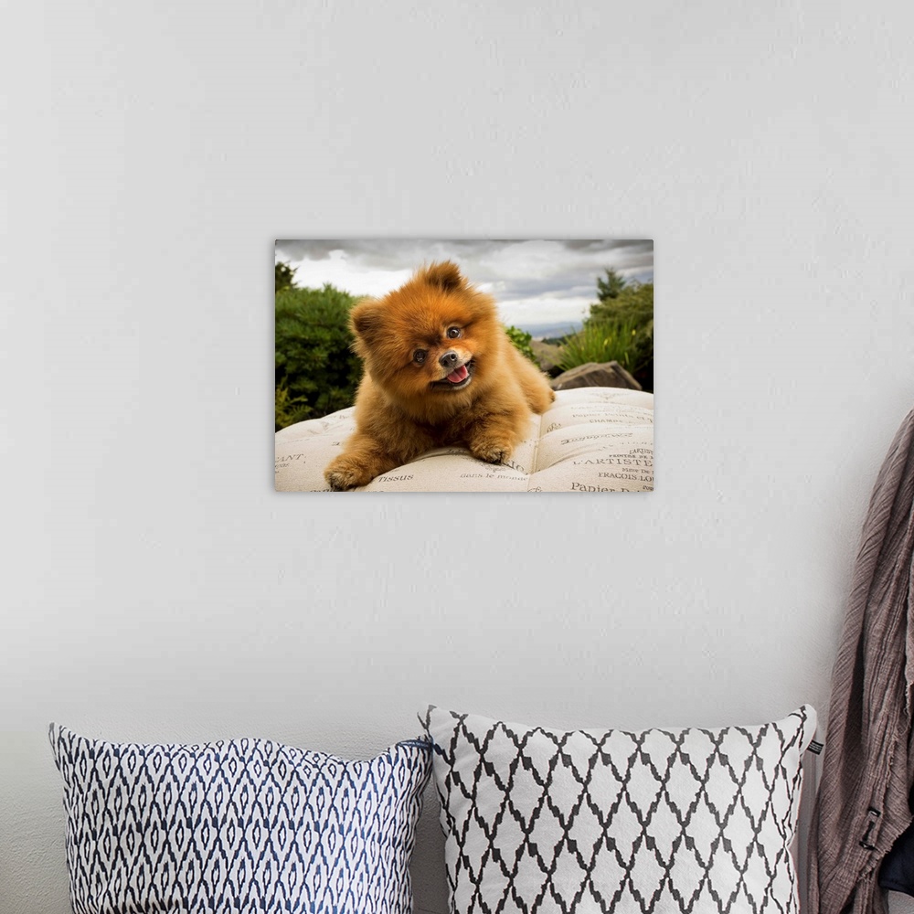 A bohemian room featuring A Pomeranian dog outside on a pillow with a cloudy sky.