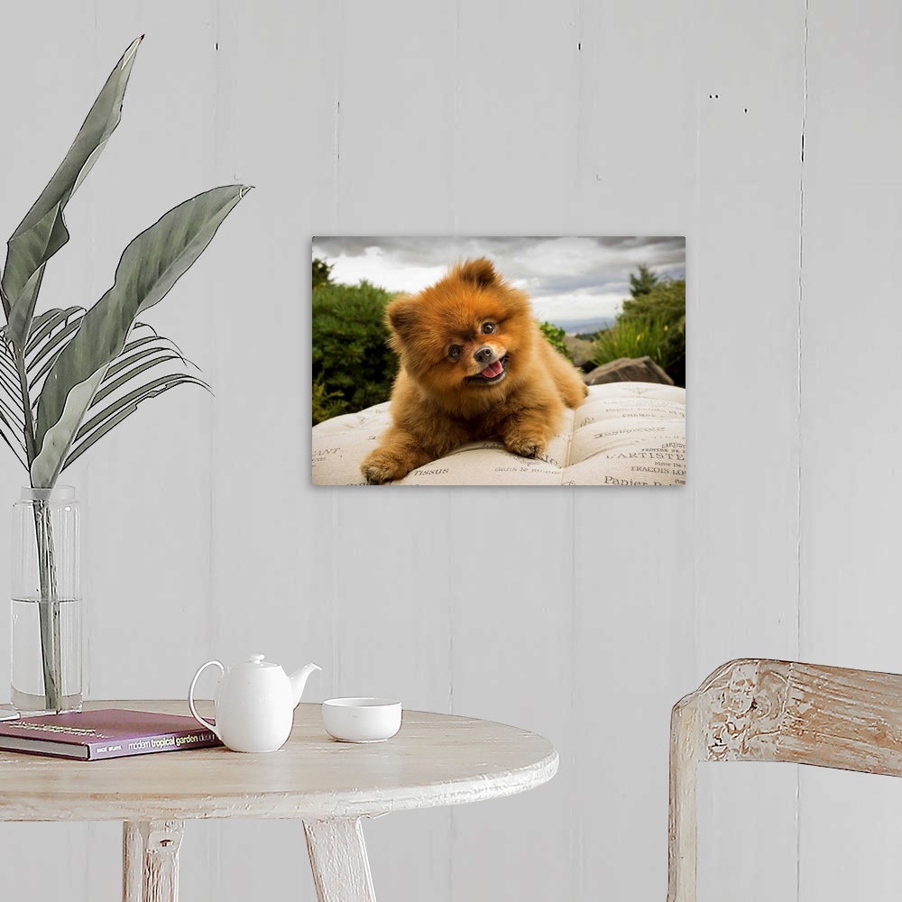 A farmhouse room featuring A Pomeranian dog outside on a pillow with a cloudy sky.