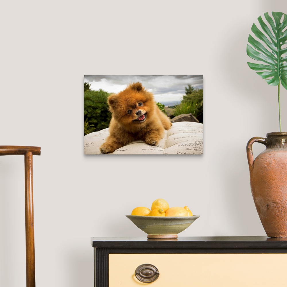 A traditional room featuring A Pomeranian dog outside on a pillow with a cloudy sky.