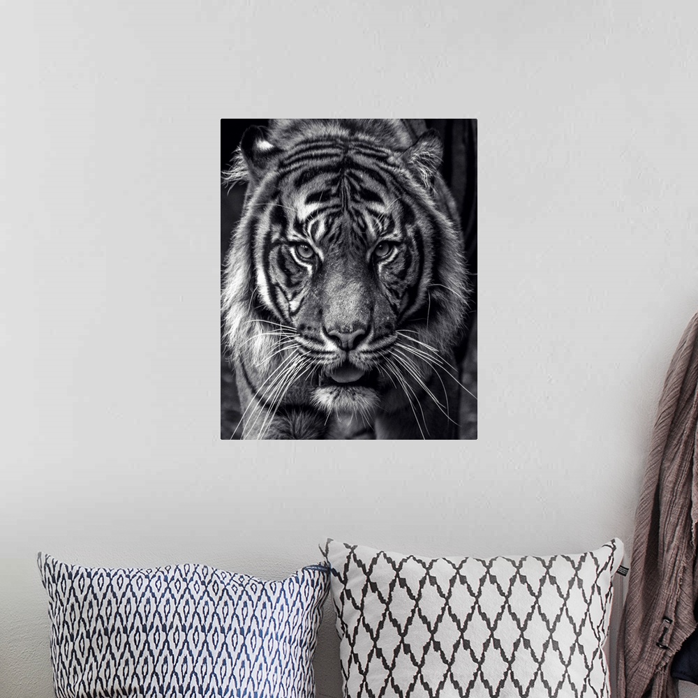 A bohemian room featuring Black and white portrait of a large Sumatran Tiger.