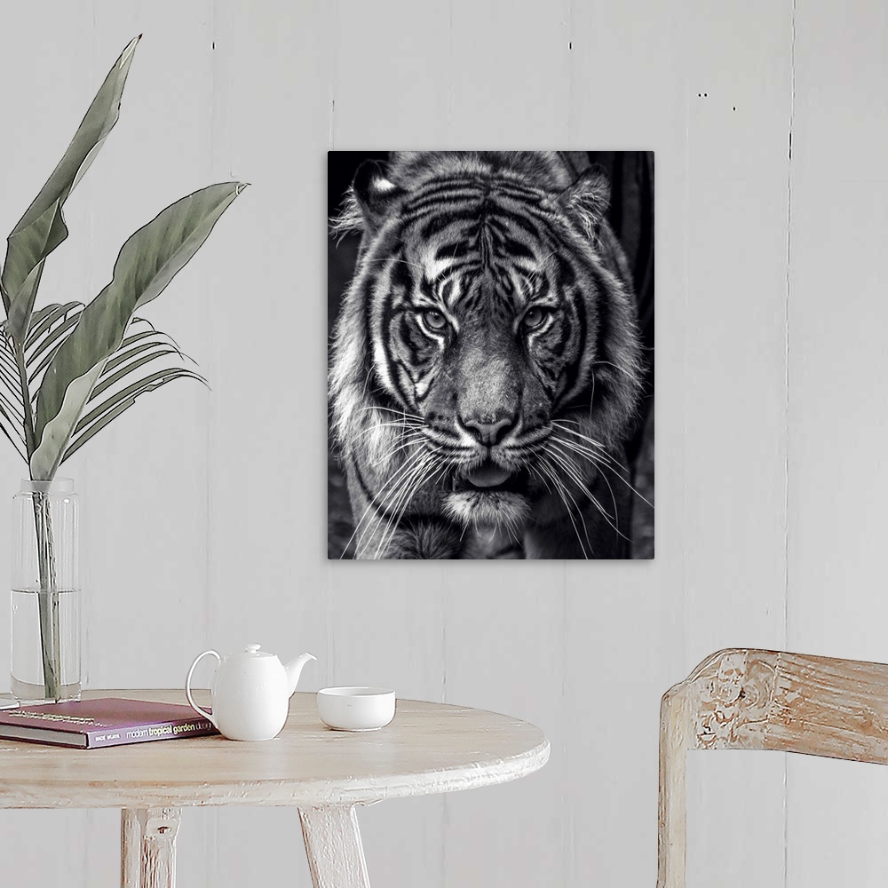 A farmhouse room featuring Black and white portrait of a large Sumatran Tiger.