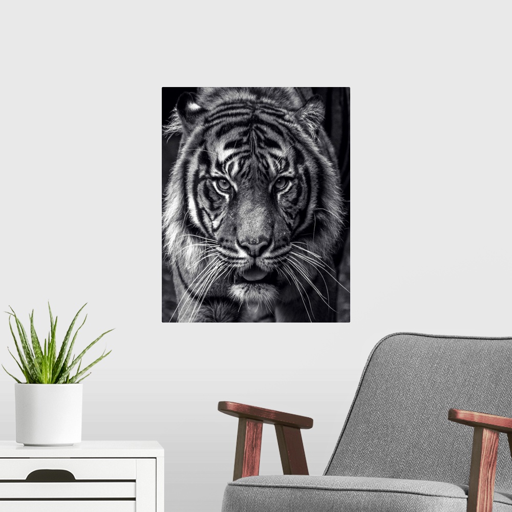A modern room featuring Black and white portrait of a large Sumatran Tiger.