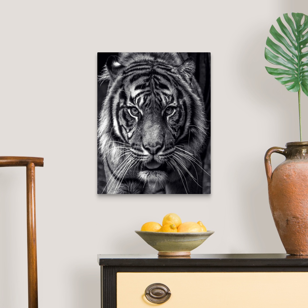 A traditional room featuring Black and white portrait of a large Sumatran Tiger.