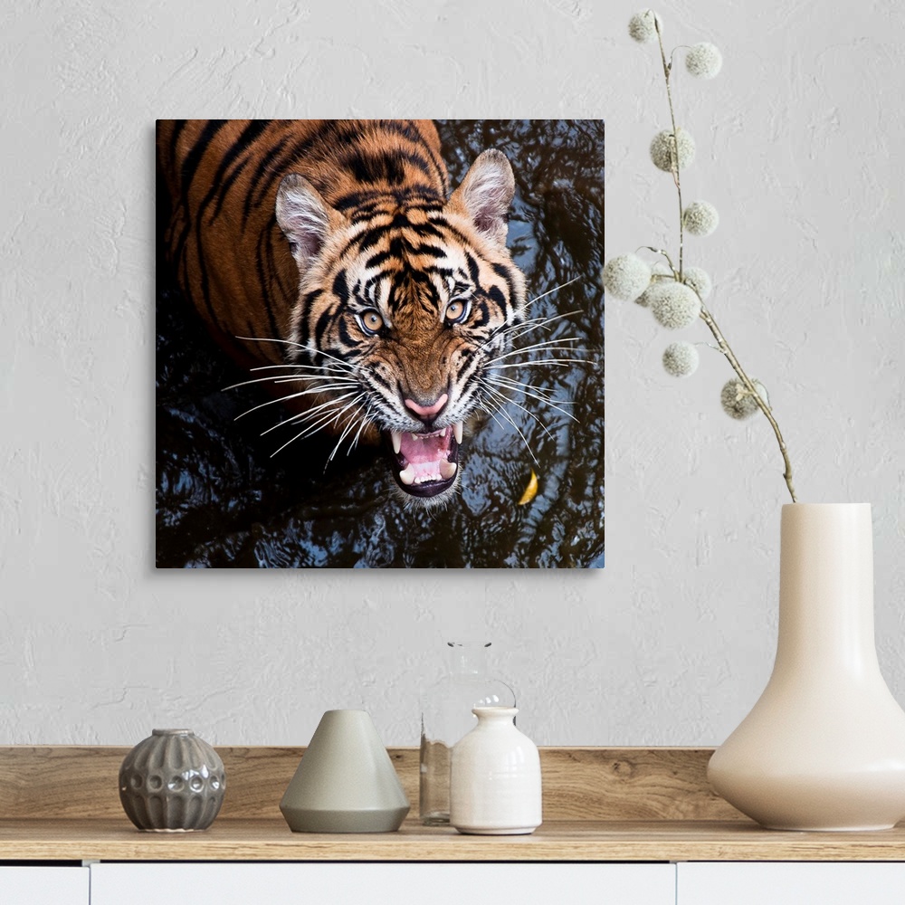 A farmhouse room featuring A large tiger snarling in the water.