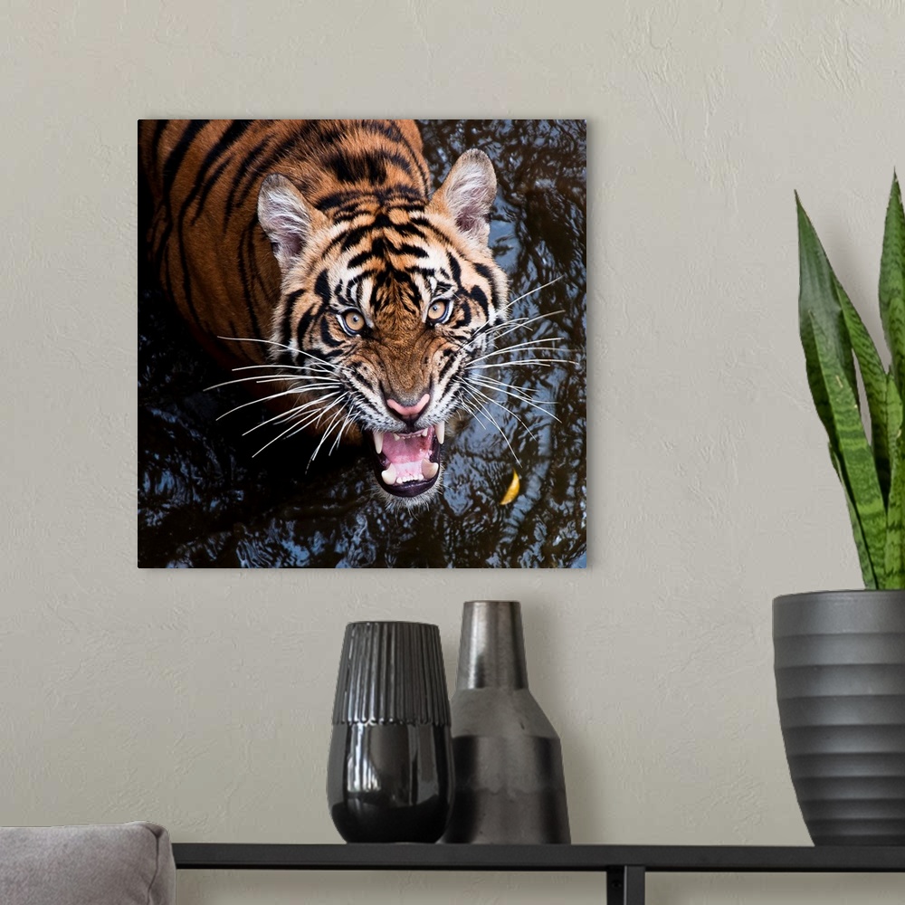 A modern room featuring A large tiger snarling in the water.