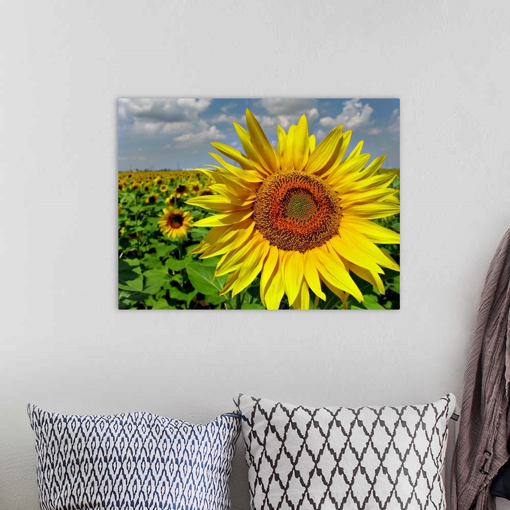 A bohemian room featuring Sun Flower