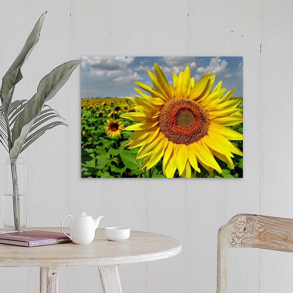 A farmhouse room featuring Sun Flower