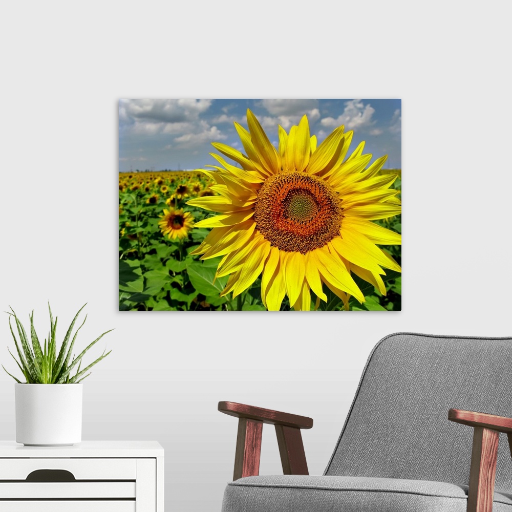 A modern room featuring Sun Flower